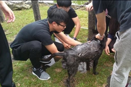 A service activity of the "Chang Gung University Dogs Club"