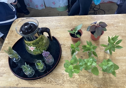 吳老師當天現泡的香草茶，另有薄荷等植物提供同學聞香
